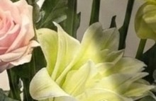 Blush & Lime Modern Serenity - Image 4
